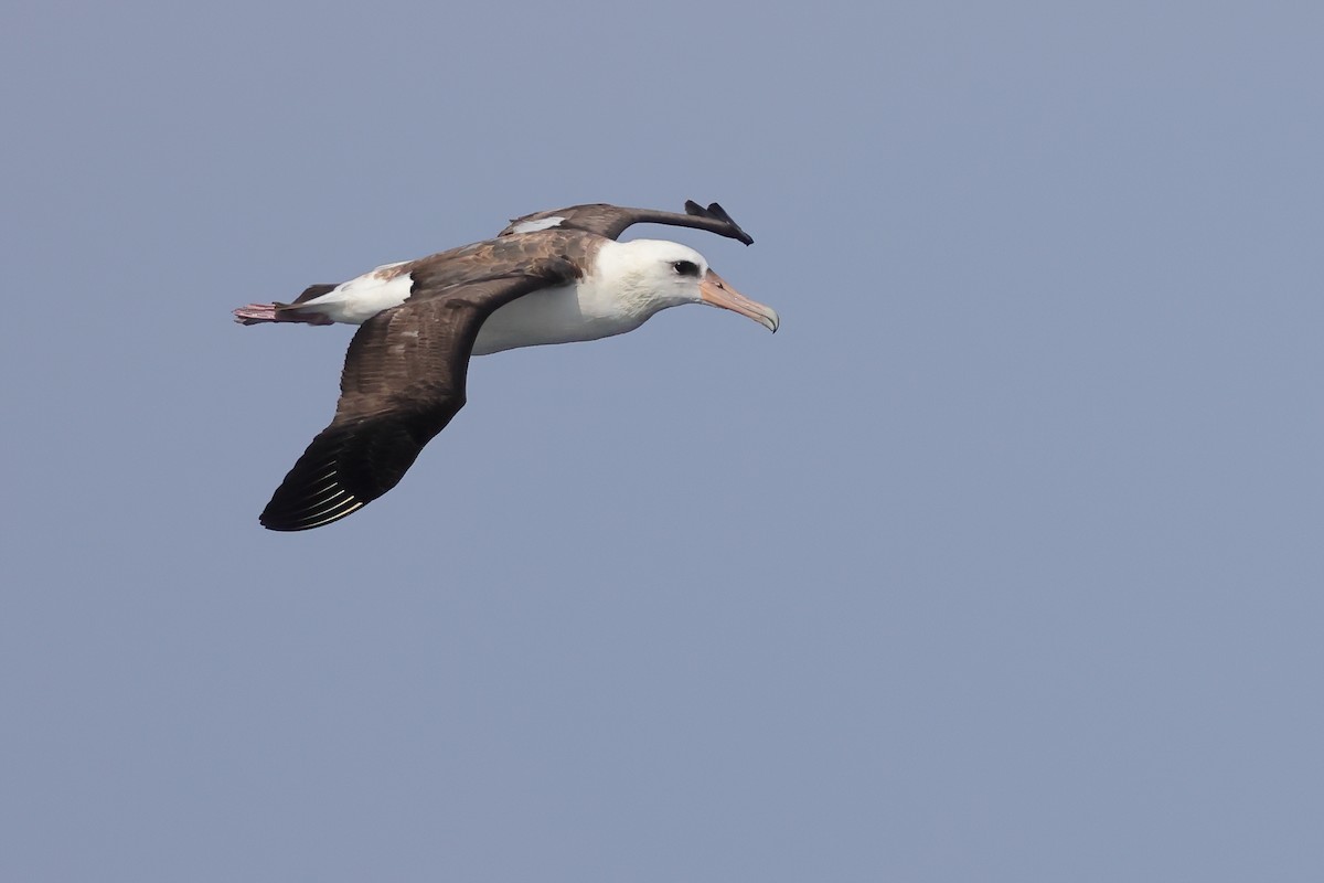 Laysan Albatross - ML645880435