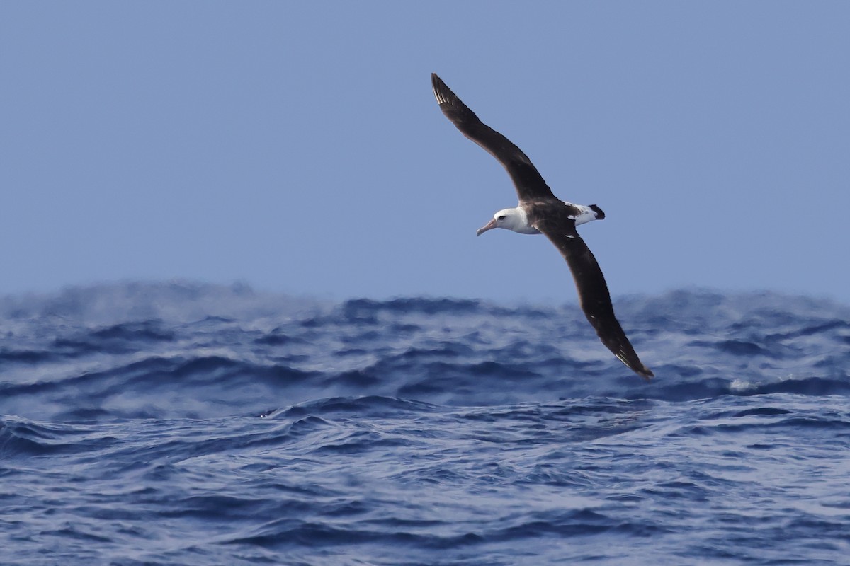 Laysan Albatross - ML645880436