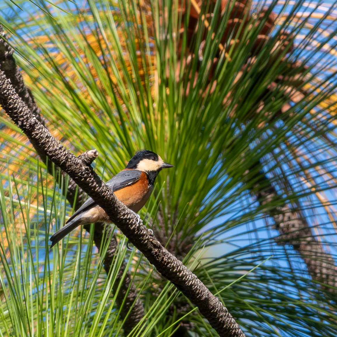 Varied Tit - ML645880442