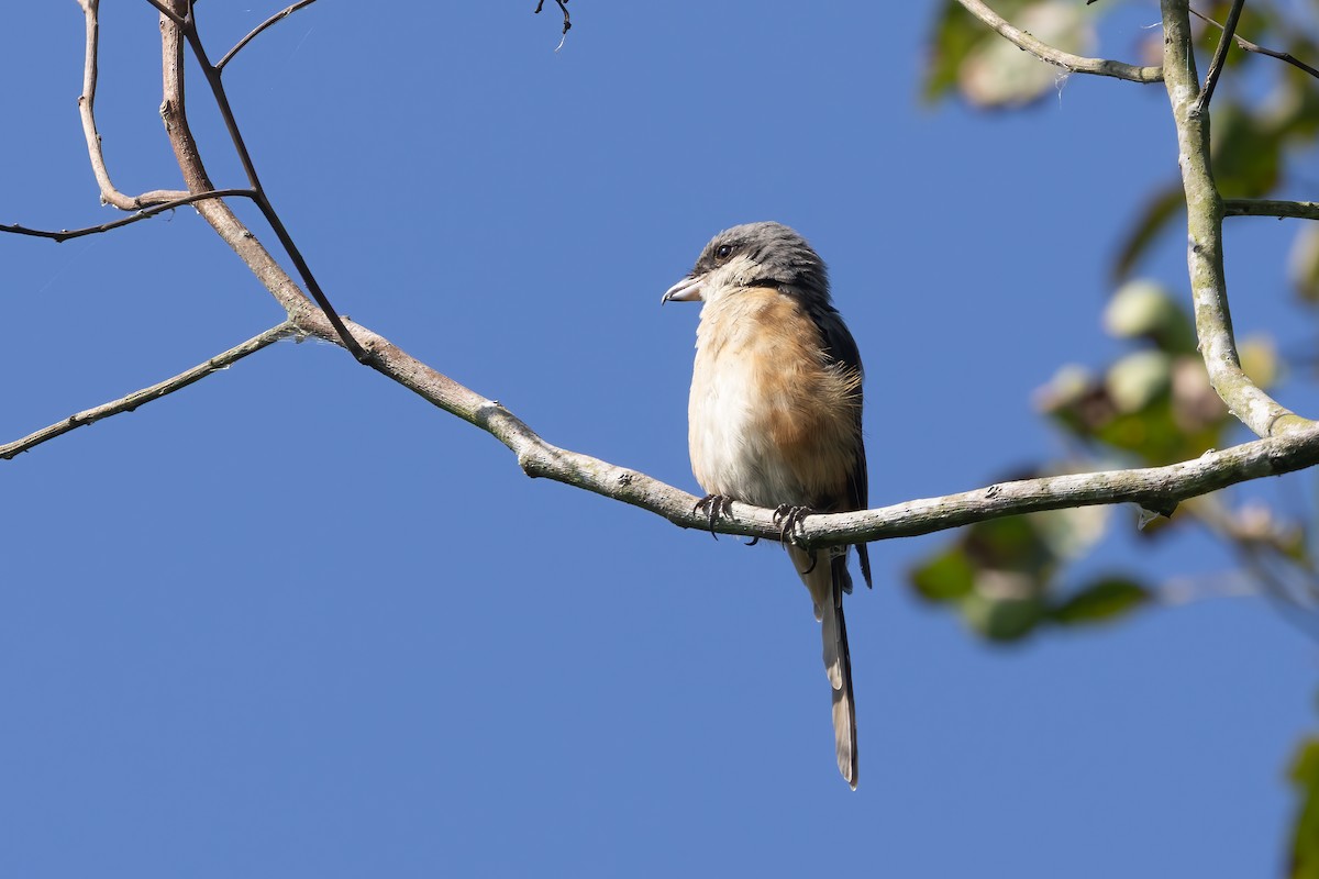 Tibetwürger - ML645880443