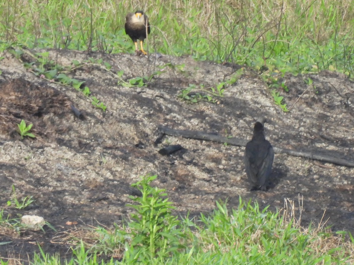 Crested Caracara - ML645880444