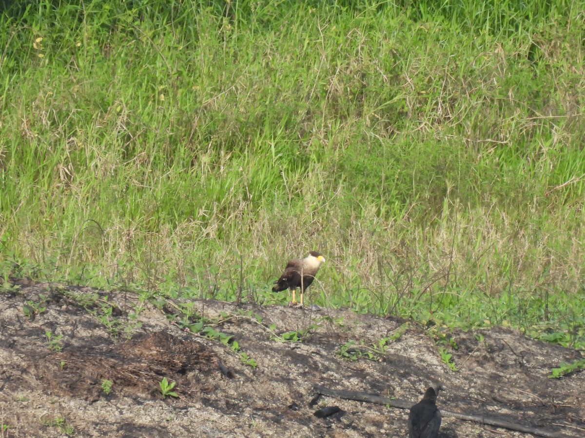 Crested Caracara - ML645880445