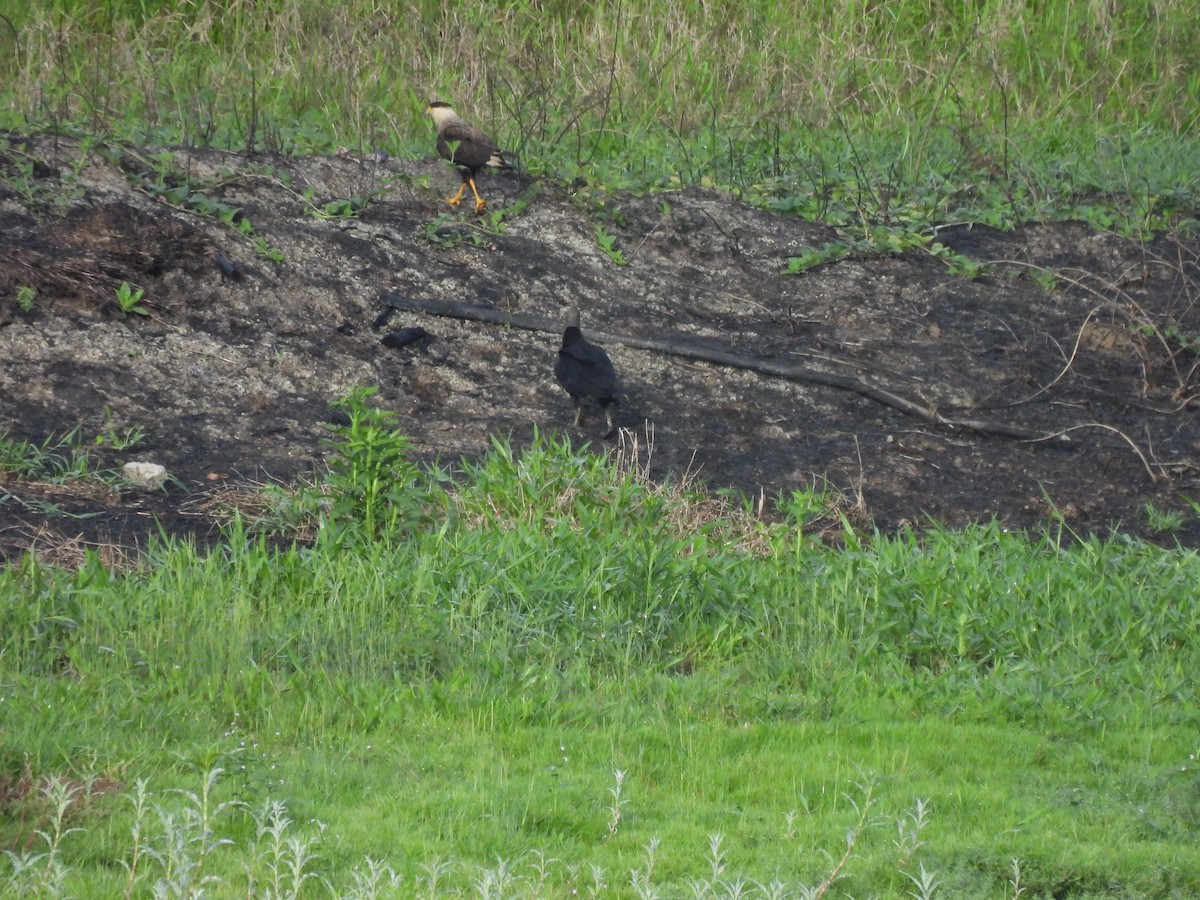 Crested Caracara - ML645880446
