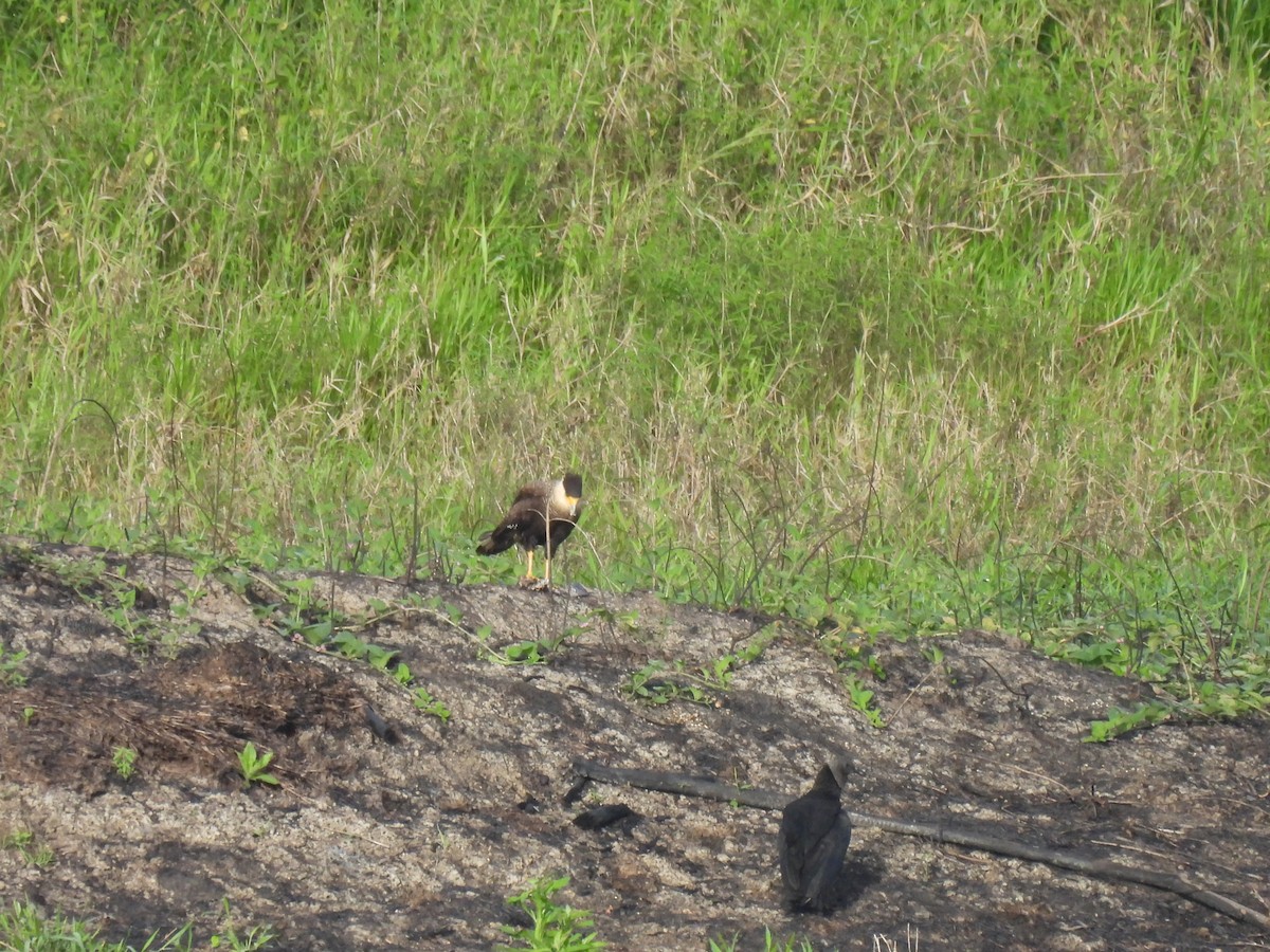 Crested Caracara - ML645880447