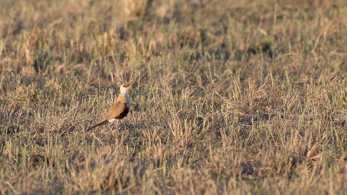 Дерихвіст австралійський - ML645880451