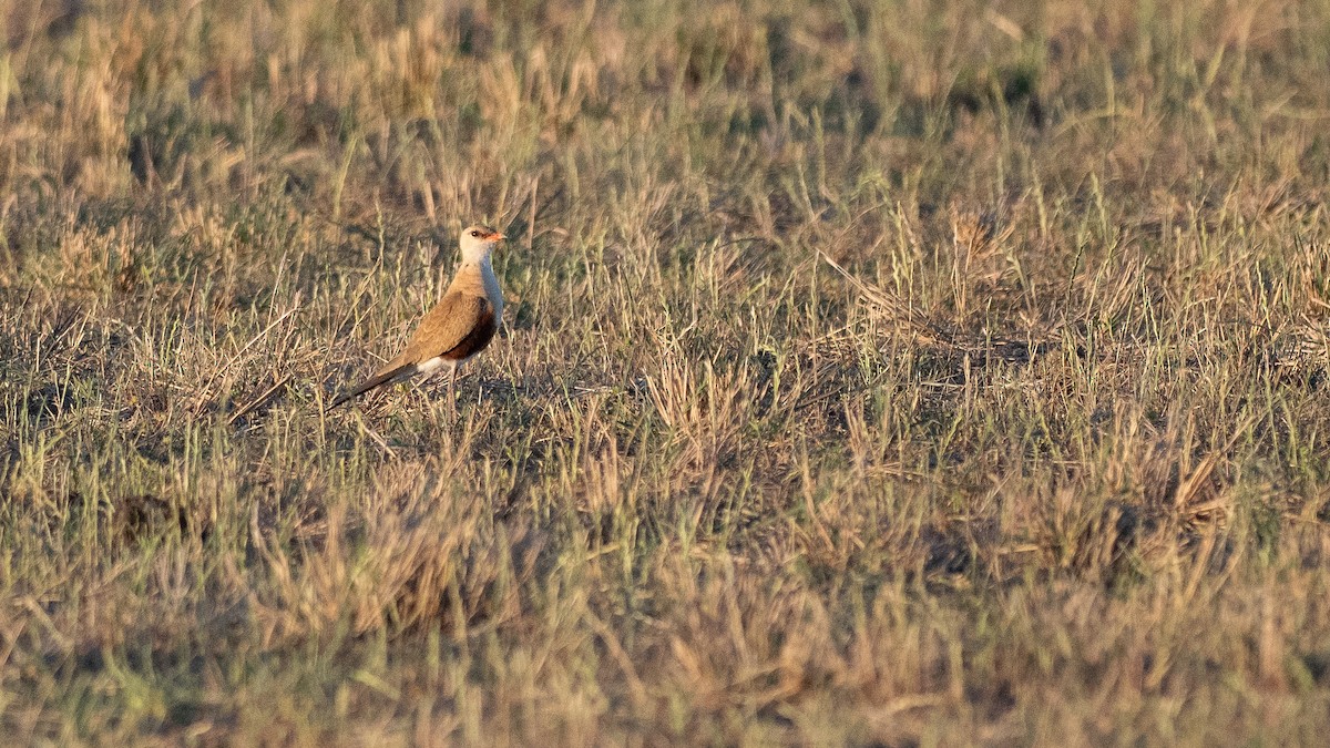 Дерихвіст австралійський - ML645880452