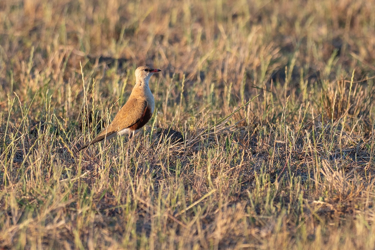 Дерихвіст австралійський - ML645880453