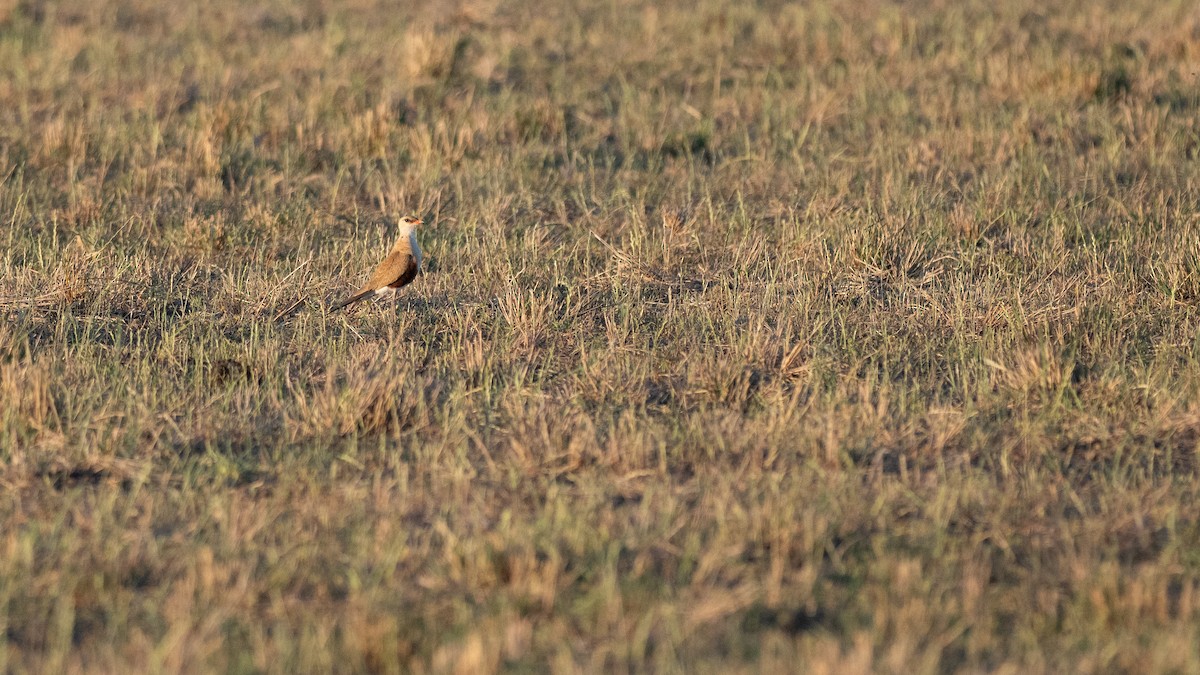 Australian Pratincole - ML645880455