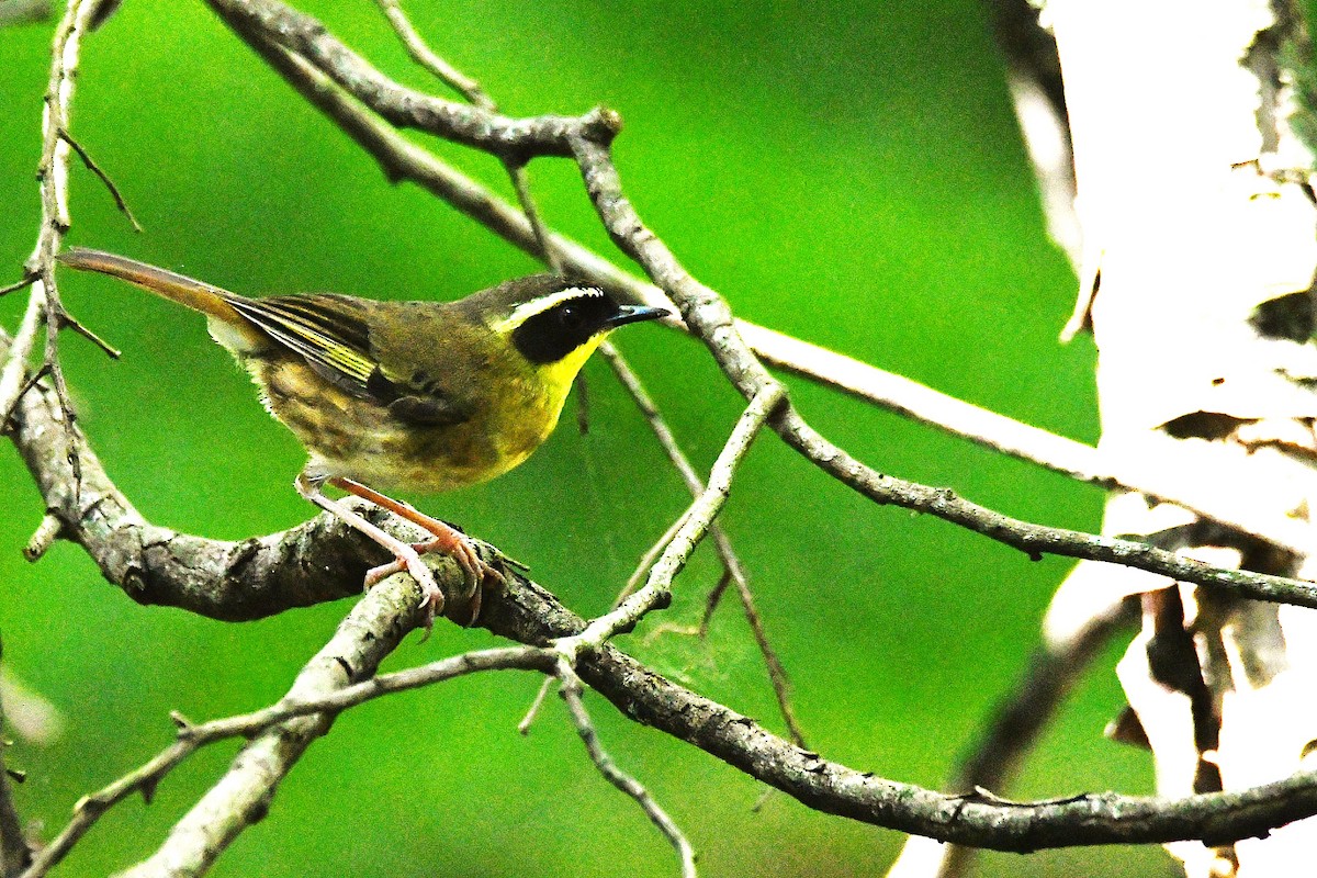Yellow-throated Scrubwren - ML645880466