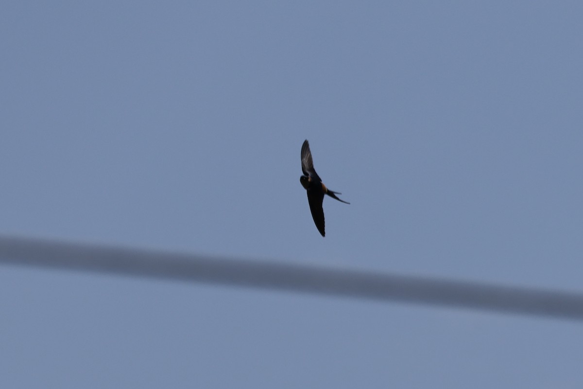 Ластівка сільська - ML645880473