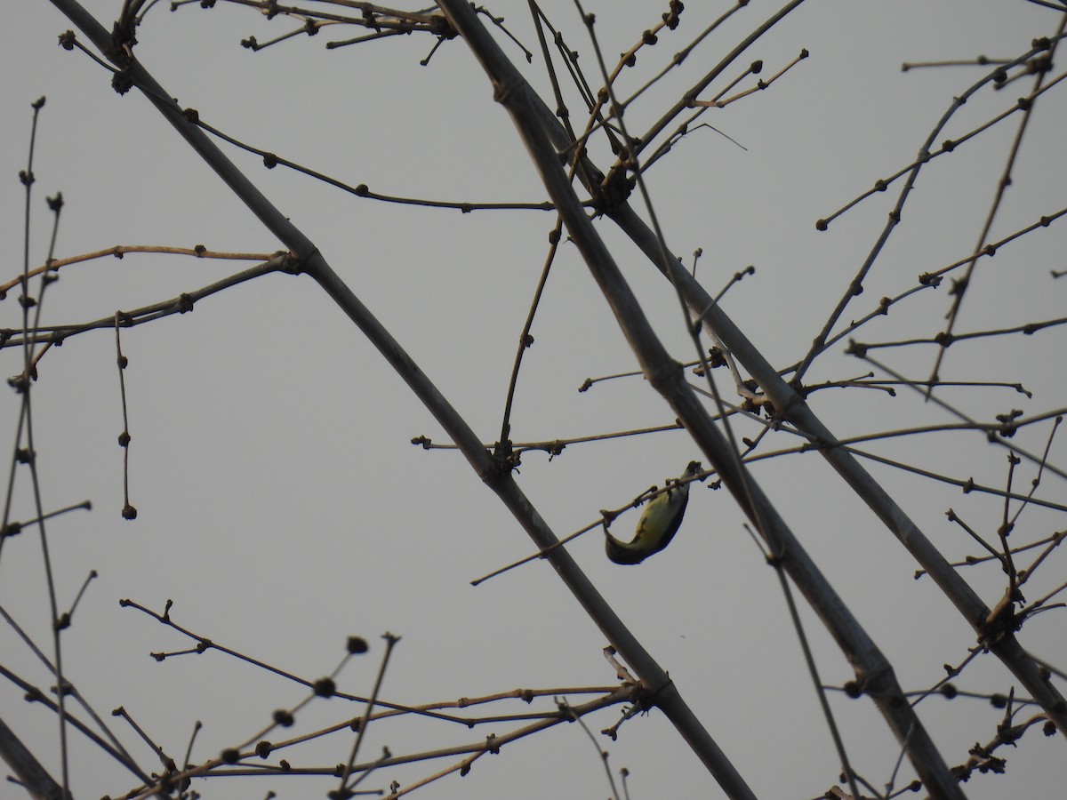 Нектаринка лимонногруда - ML645880487