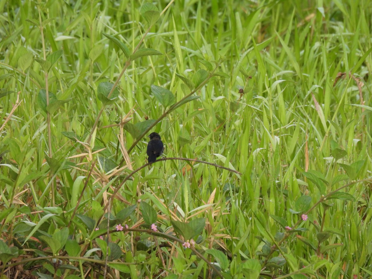 Blue-black Grassquit - ML645880488
