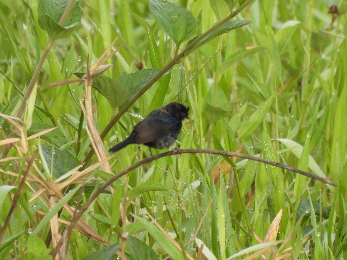 Blue-black Grassquit - ML645880489