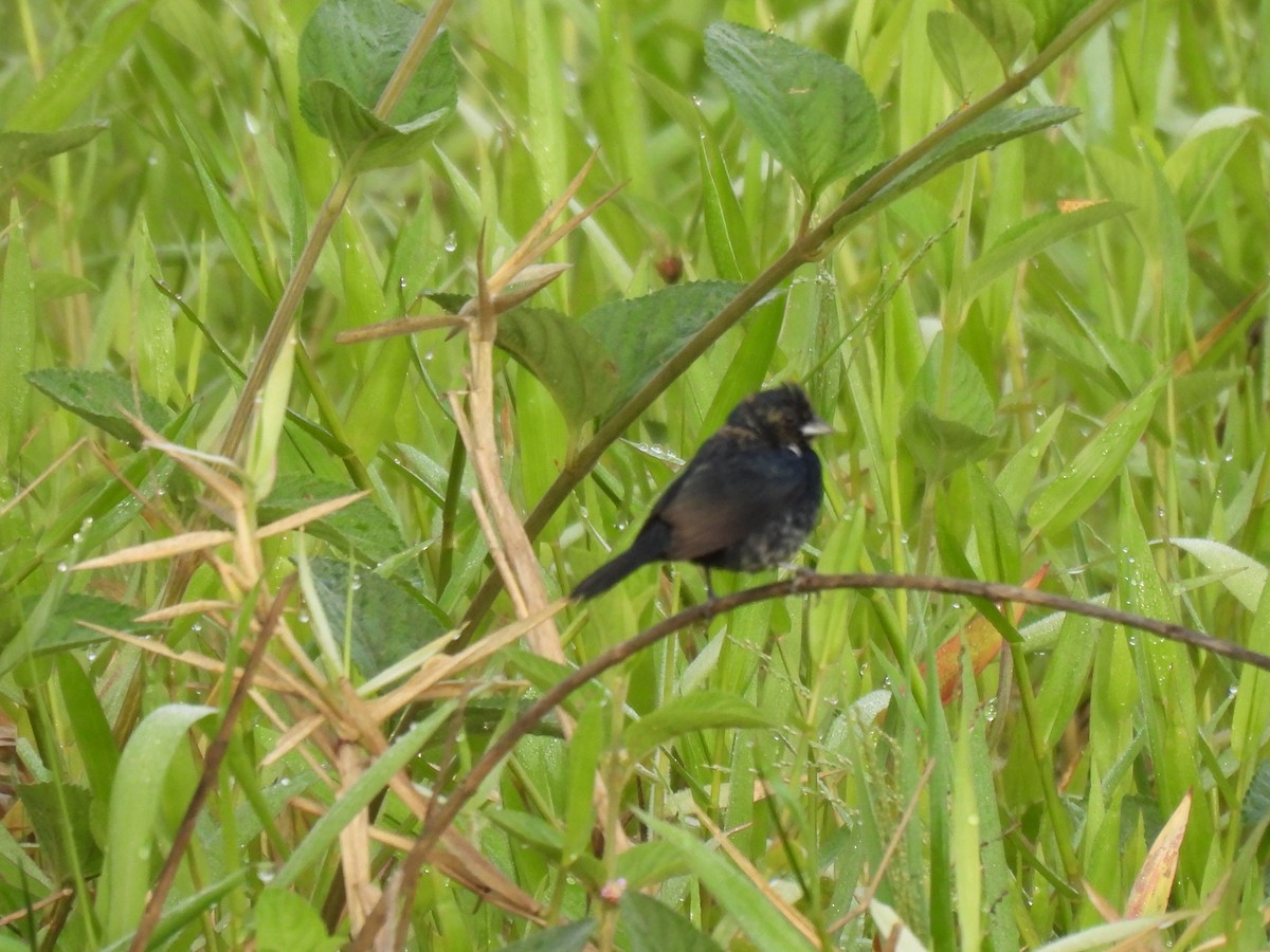 Blue-black Grassquit - ML645880490