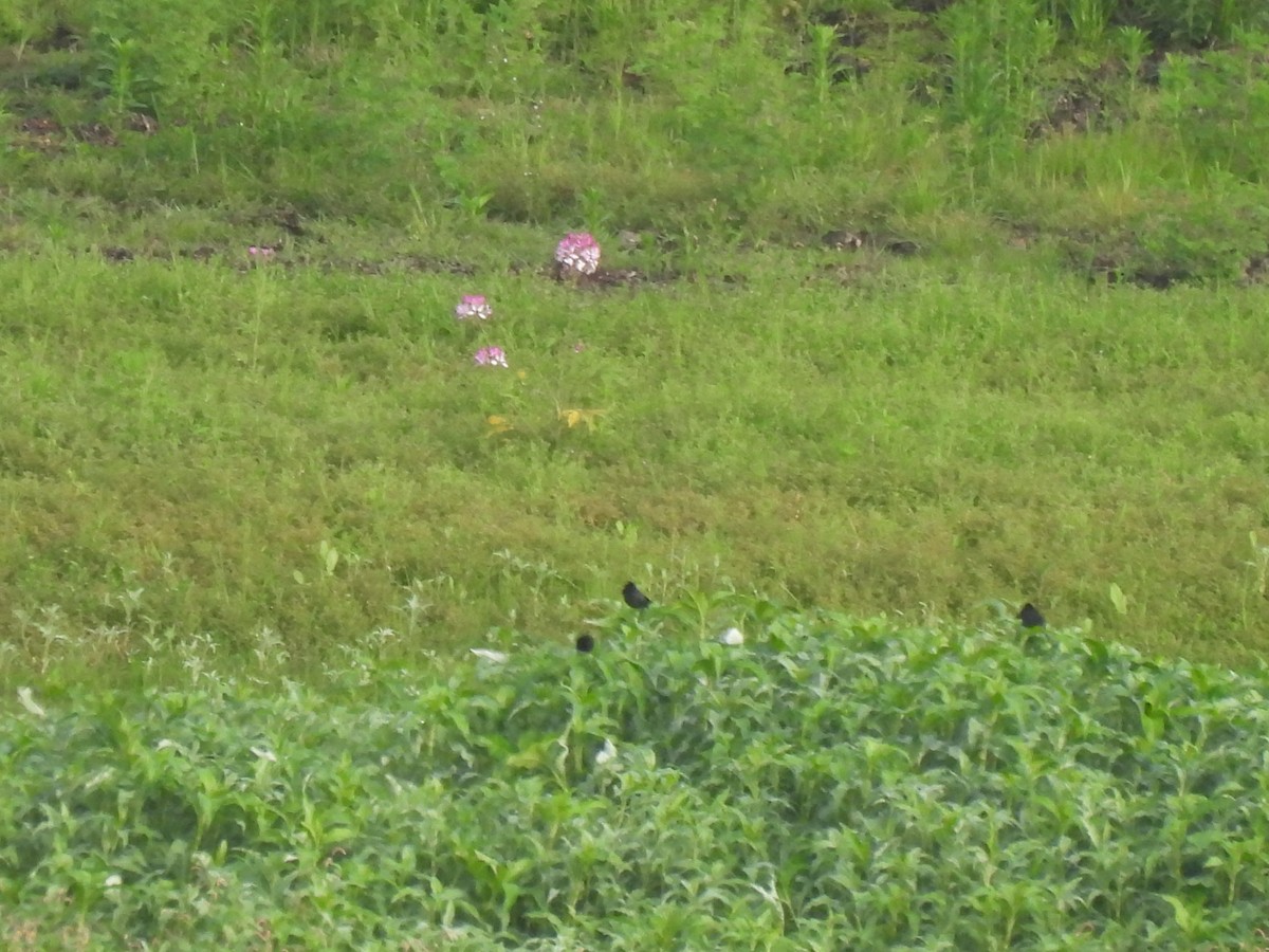 Chestnut-capped Blackbird - ML645880493