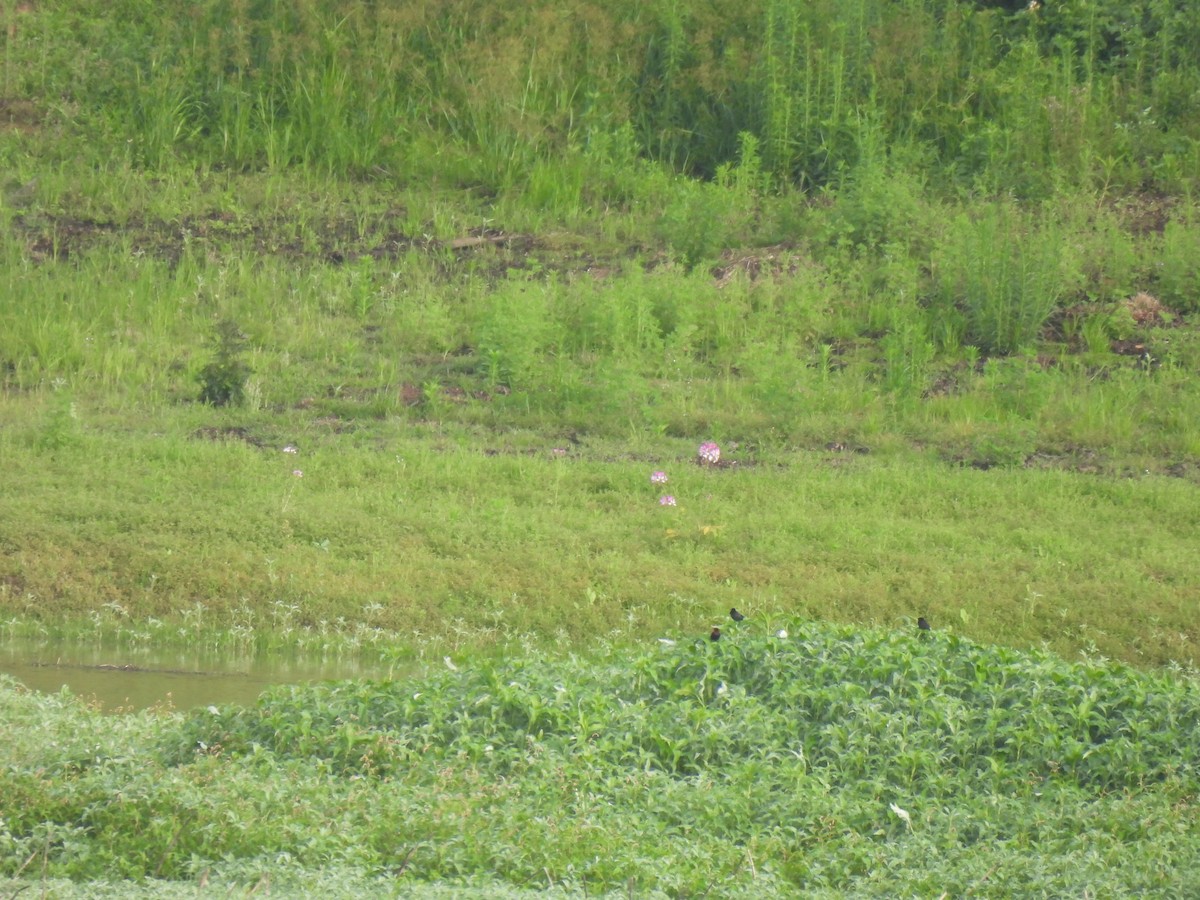 Chestnut-capped Blackbird - ML645880494