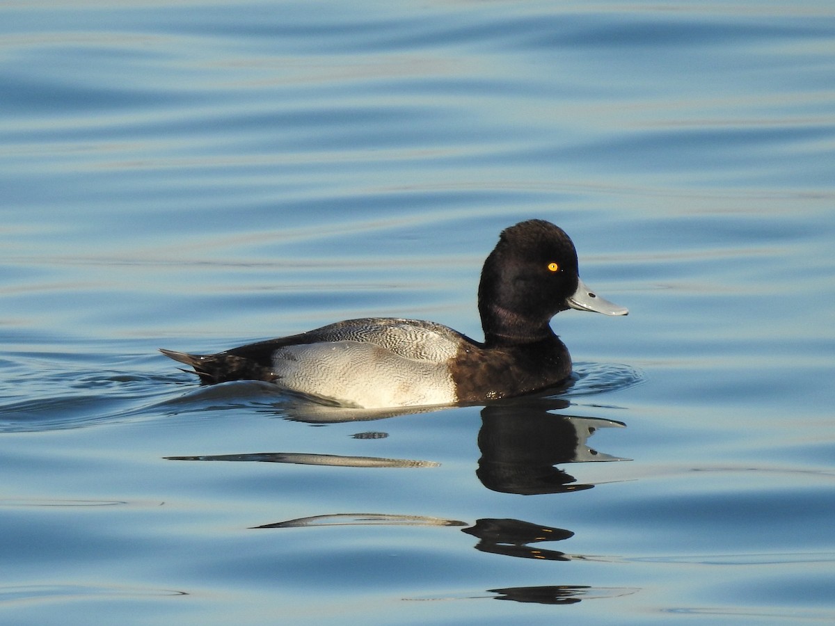 コスズガモ - ML645880506