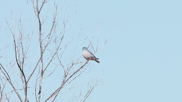 Чернолицый артам - ML645880509