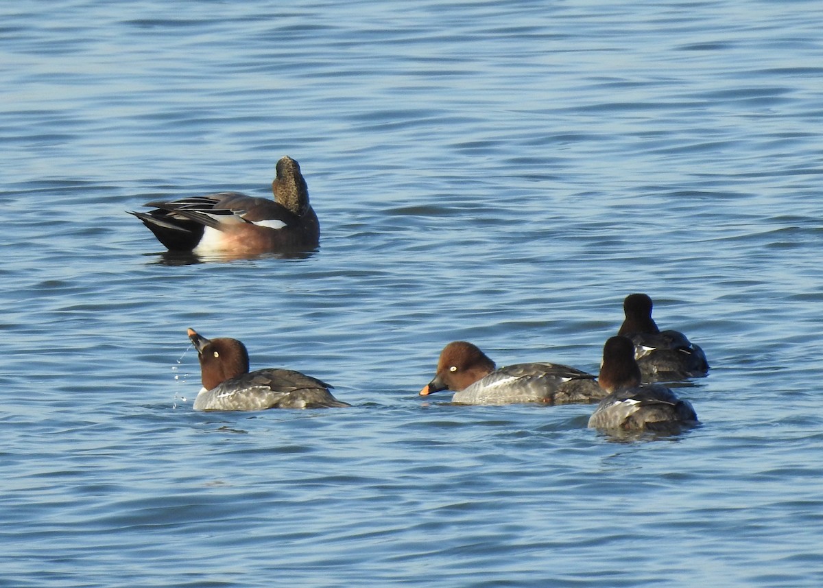 Common Goldeneye - ML645880514