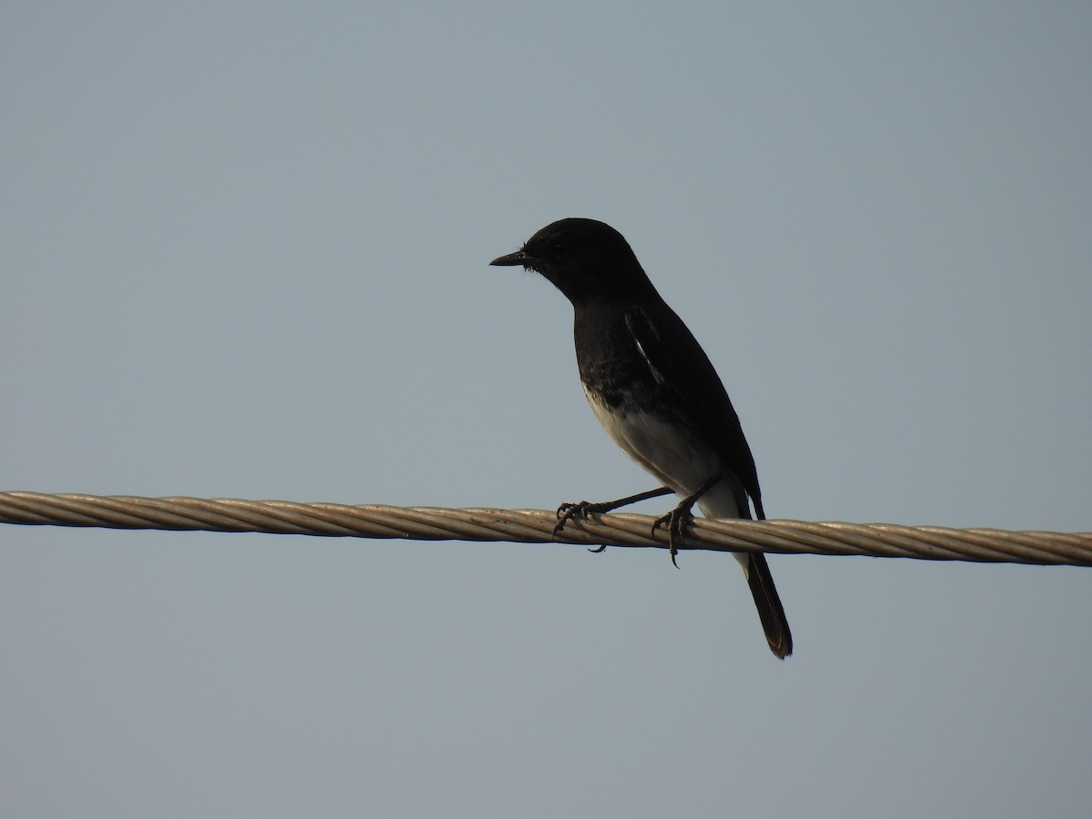 Трав'янка чорна - ML645880516