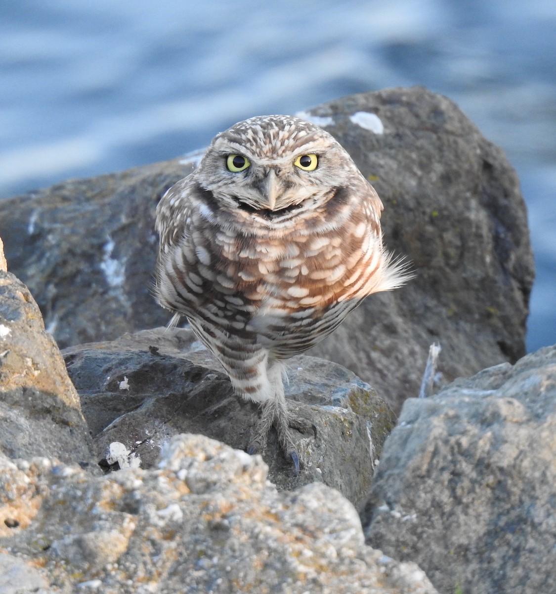 Burrowing Owl - ML645880518