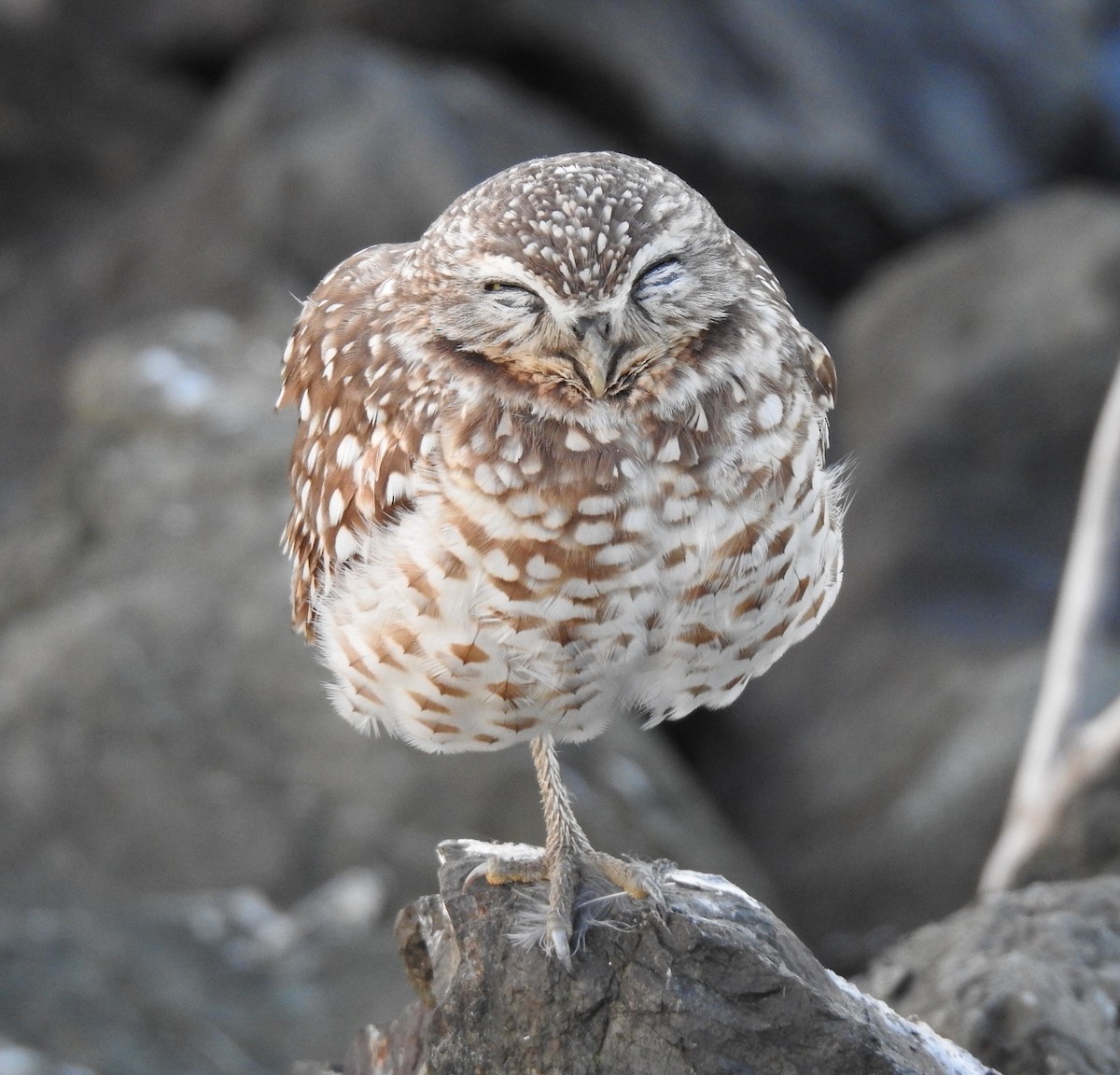 Burrowing Owl - ML645880520
