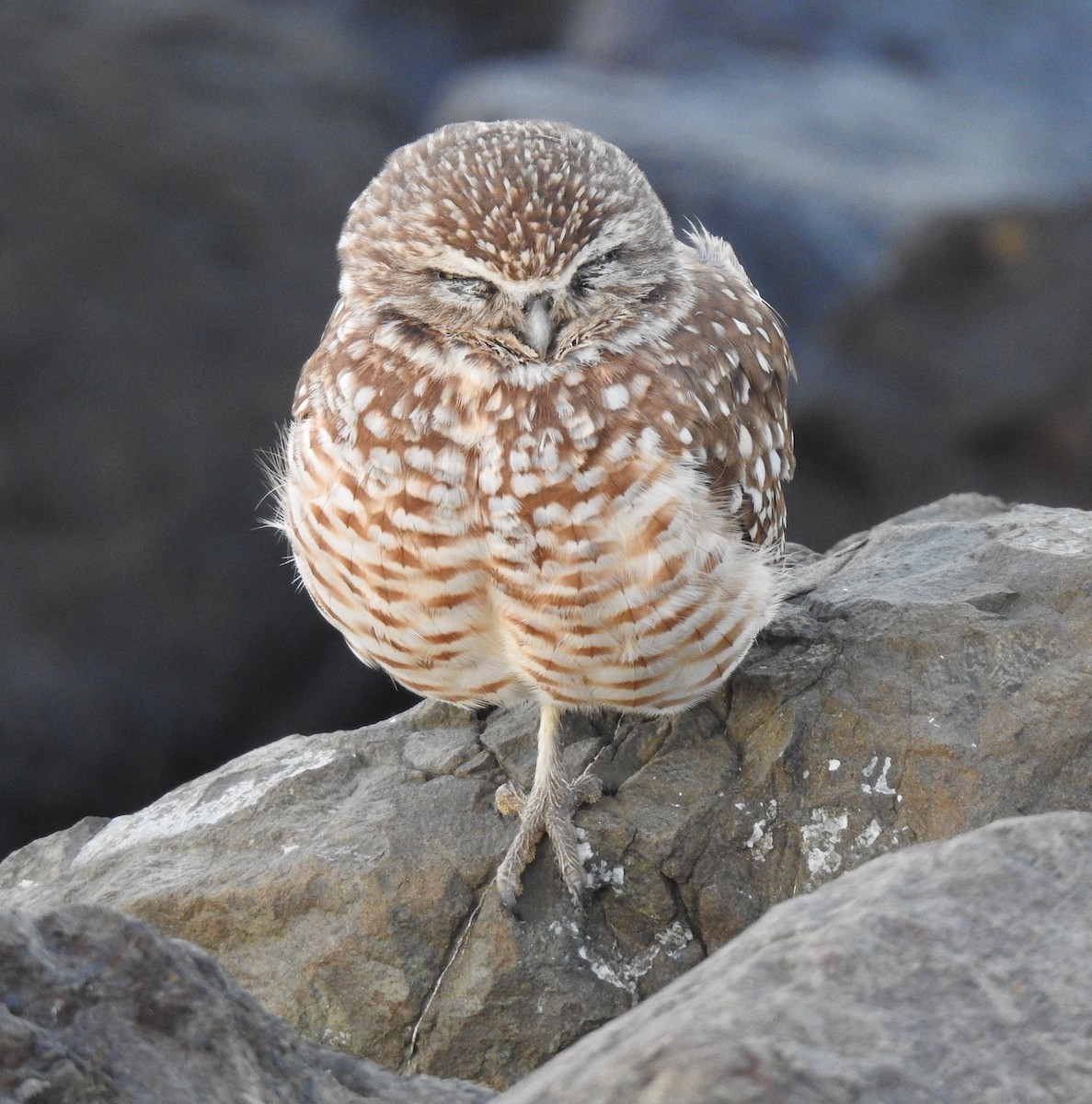 Burrowing Owl - ML645880521
