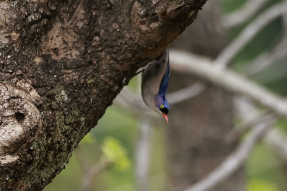 Повзик червонодзьобий - ML645880522