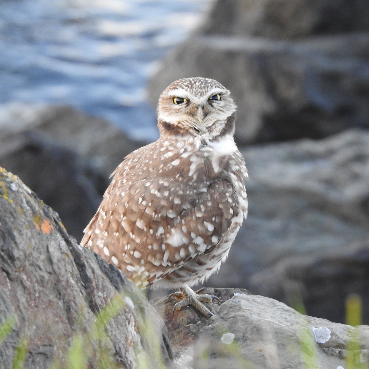 Burrowing Owl - ML645880523