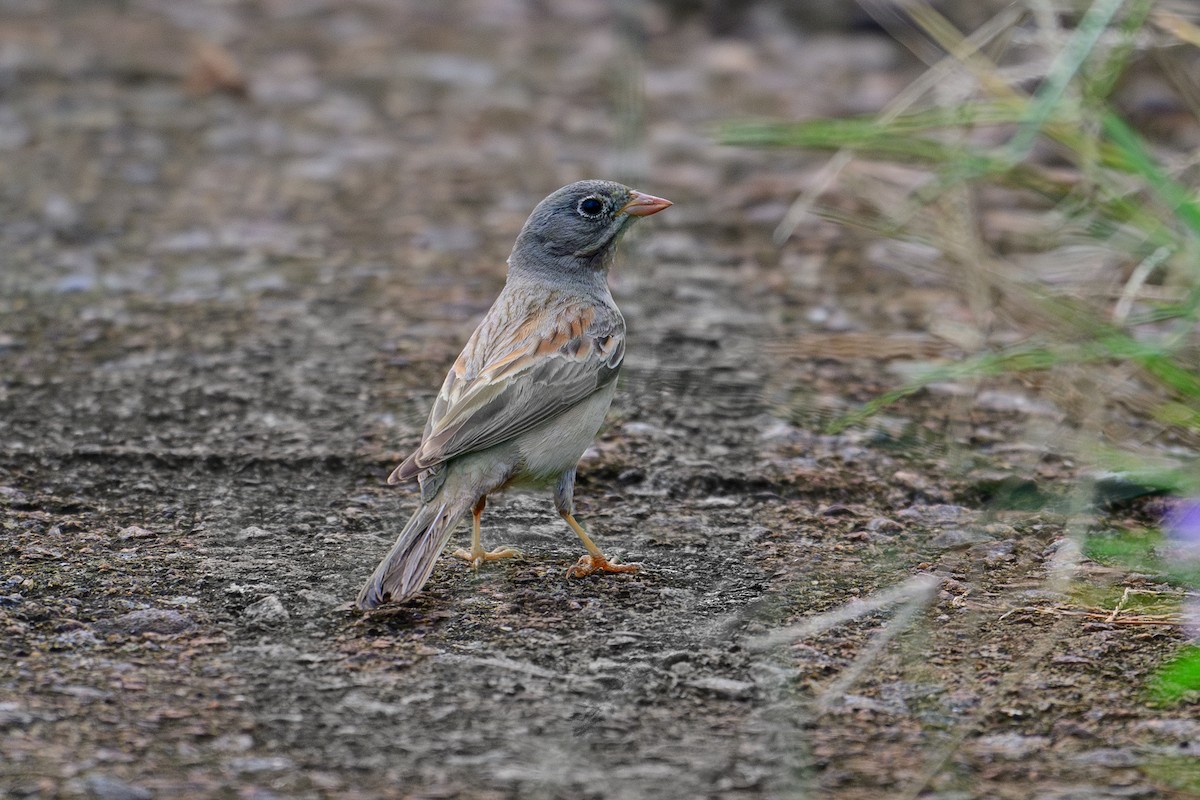Вівсянка скельна - ML645880524
