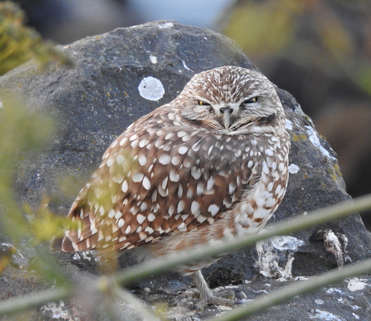 Burrowing Owl - ML645880525