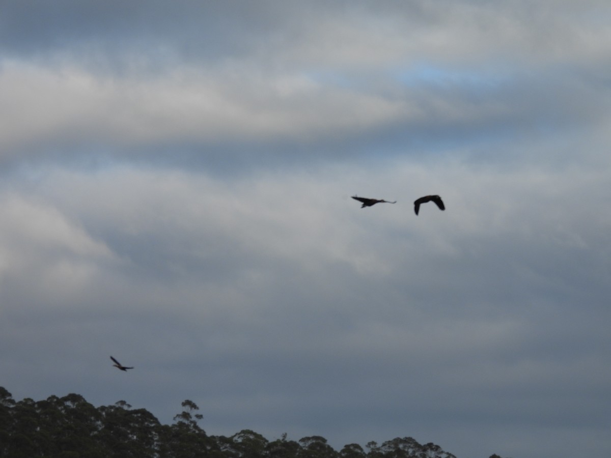 White-faced Whistling-Duck - ML645880526