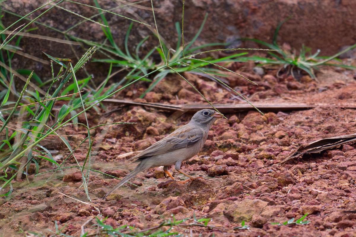 Вівсянка скельна - ML645880527