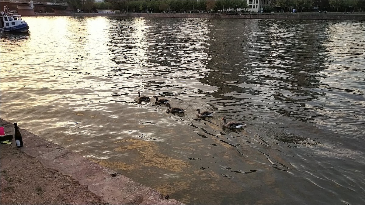 Гуска сіра - ML645880531