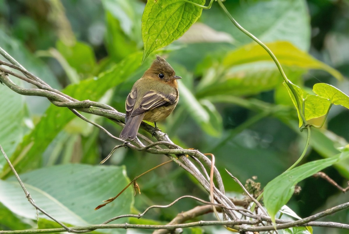 Монудо рудий - ML645880532