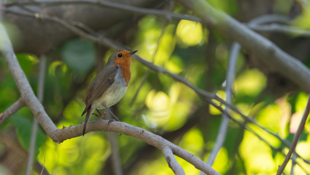 Вільшанка - ML645880533