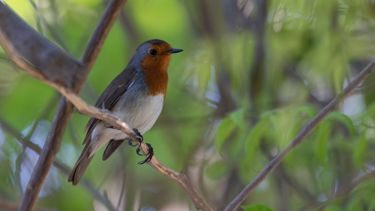 Вільшанка - ML645880534