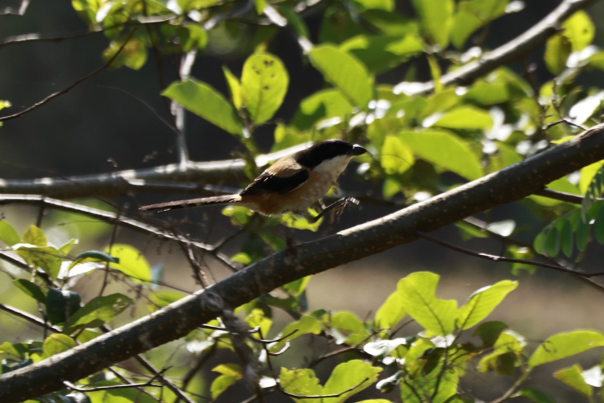 Сорокопуд довгохвостий - ML645880535