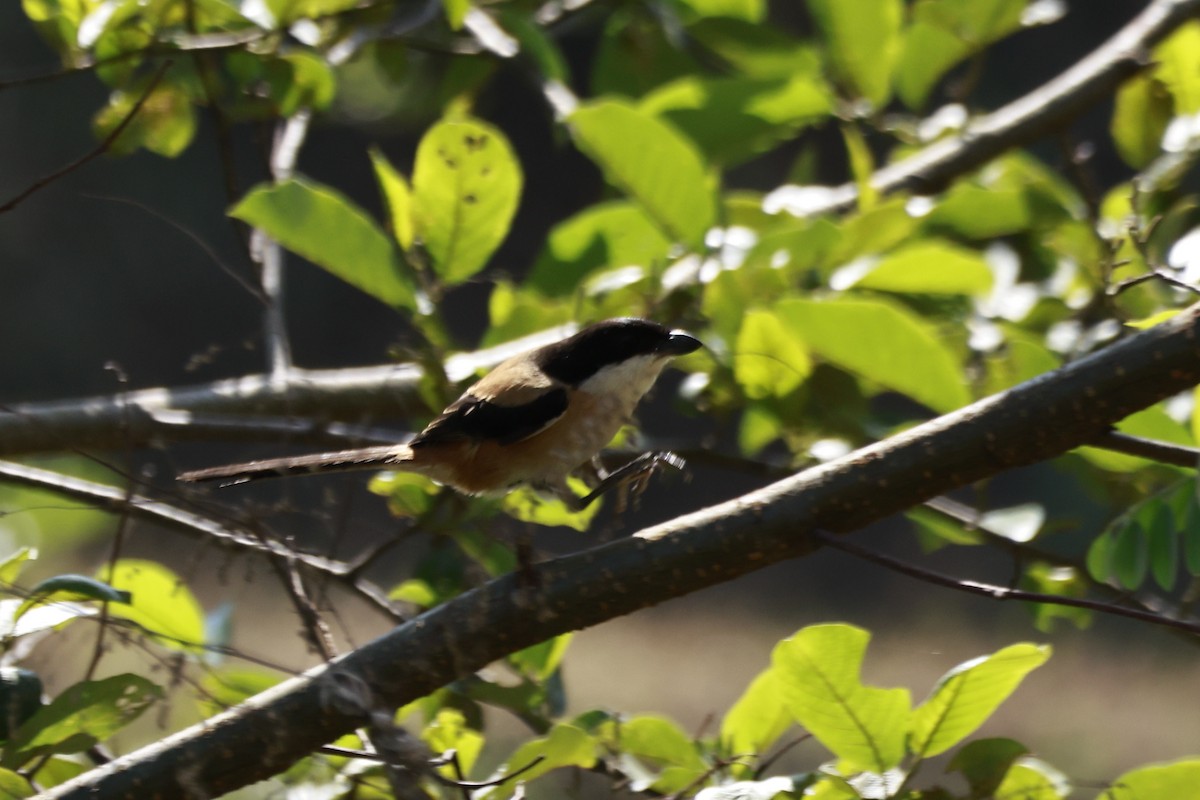 Сорокопуд довгохвостий - ML645880537