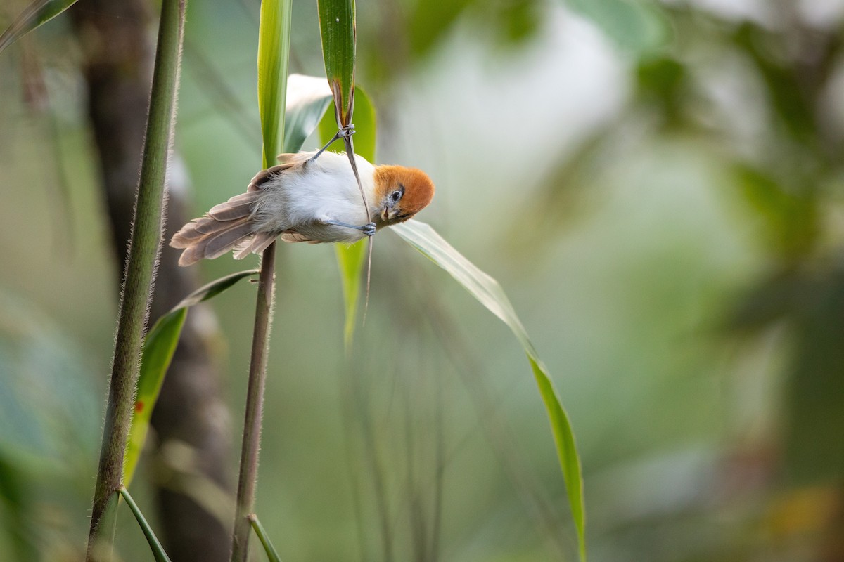 Сутора білогорла - ML645880540