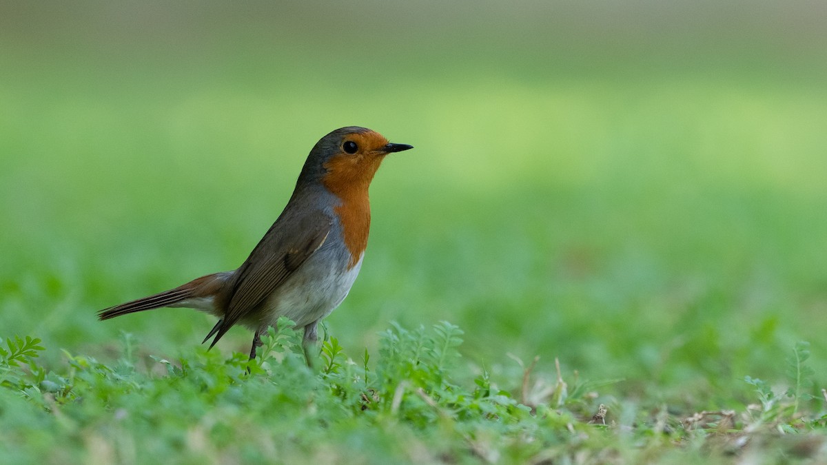 Вільшанка - ML645880542