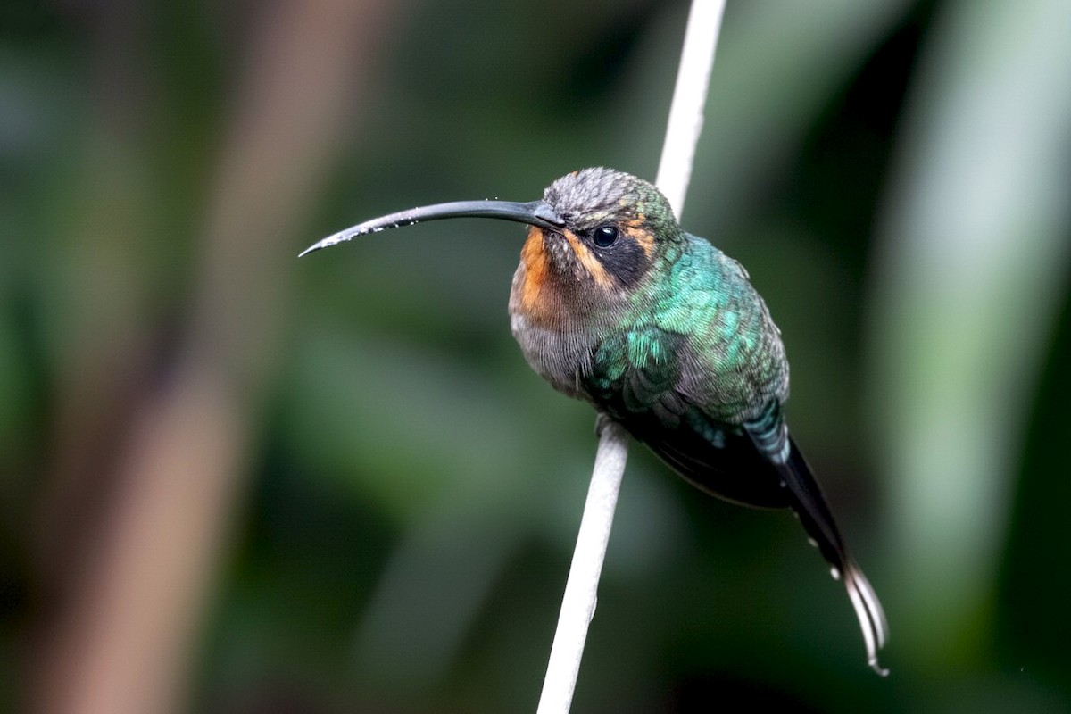 Ерміт зелений - ML645880545