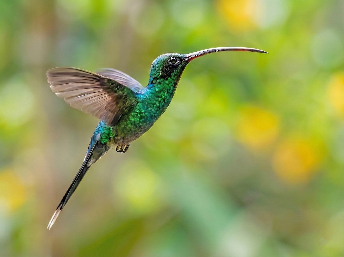 Ерміт зелений - ML645880546