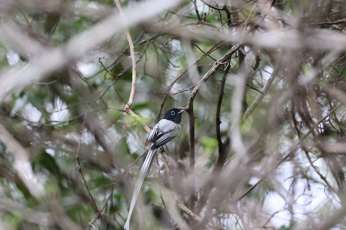 Монарх-довгохвіст мадагаскарський - ML645880547