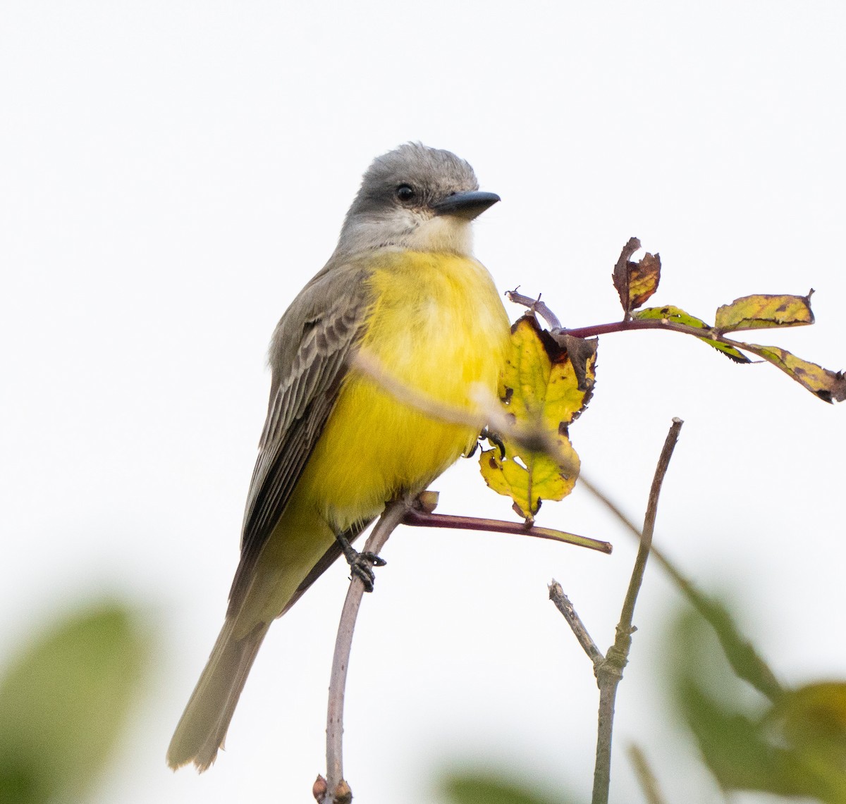 Тиран тропічний - ML645880549