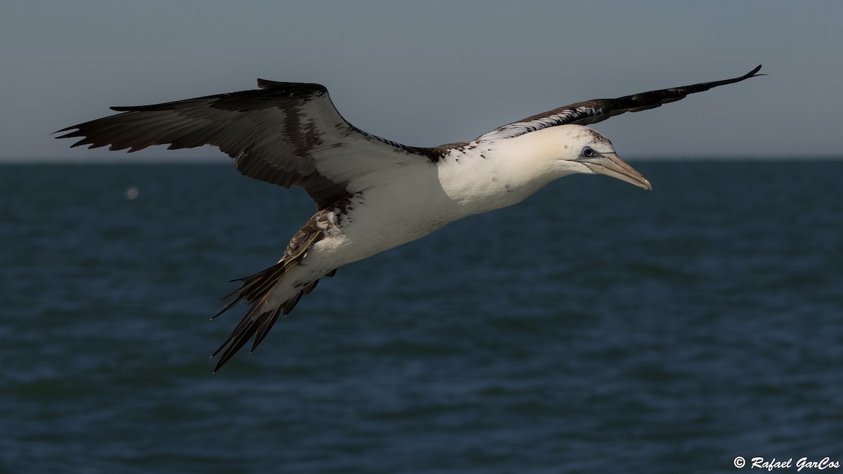 Сула атлантична - ML645880550