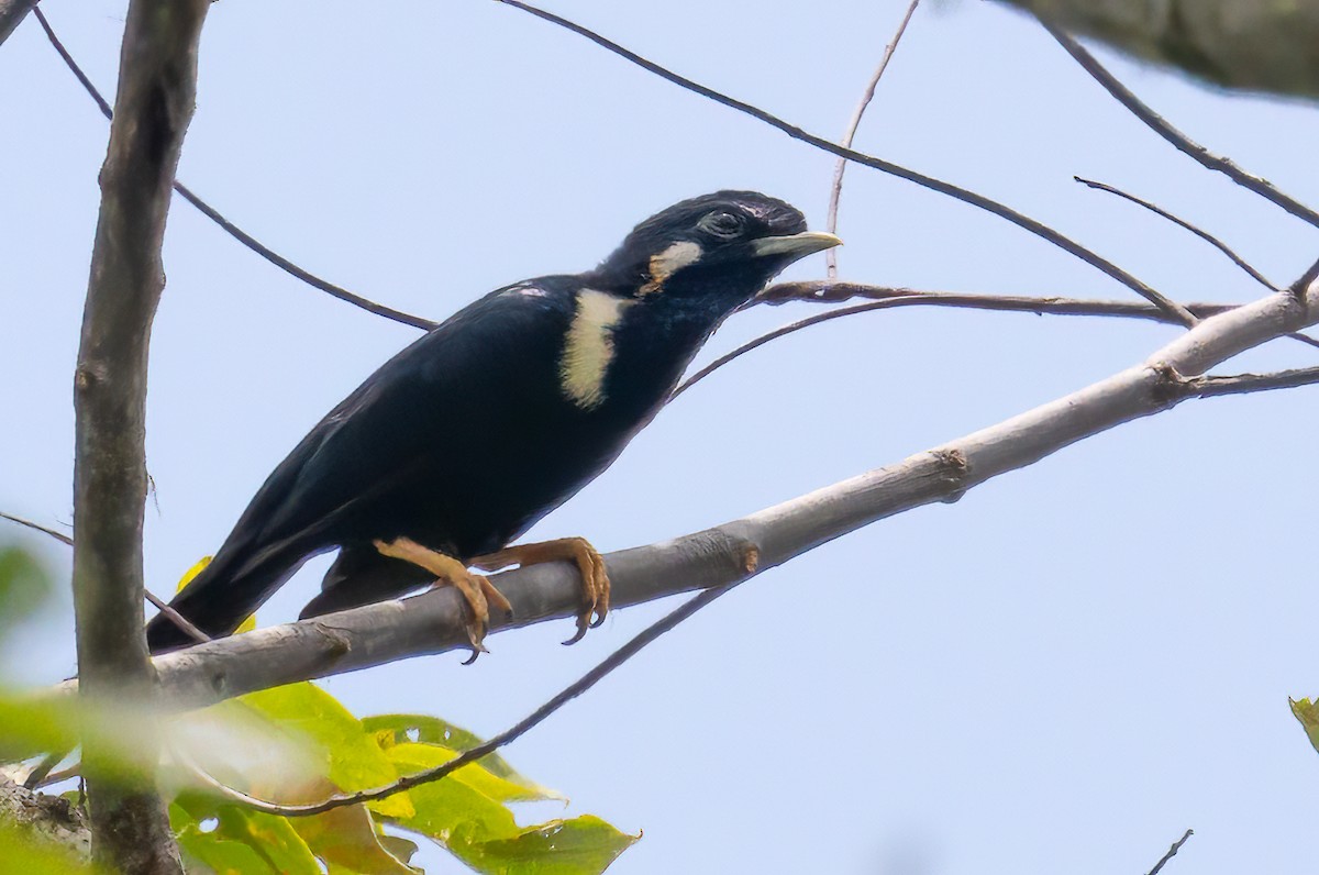 Шпак-білощок сулавеський - ML645880555