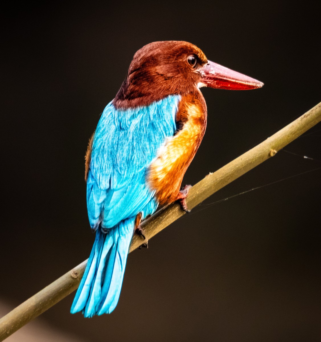 Альціон білогрудий - ML645880556