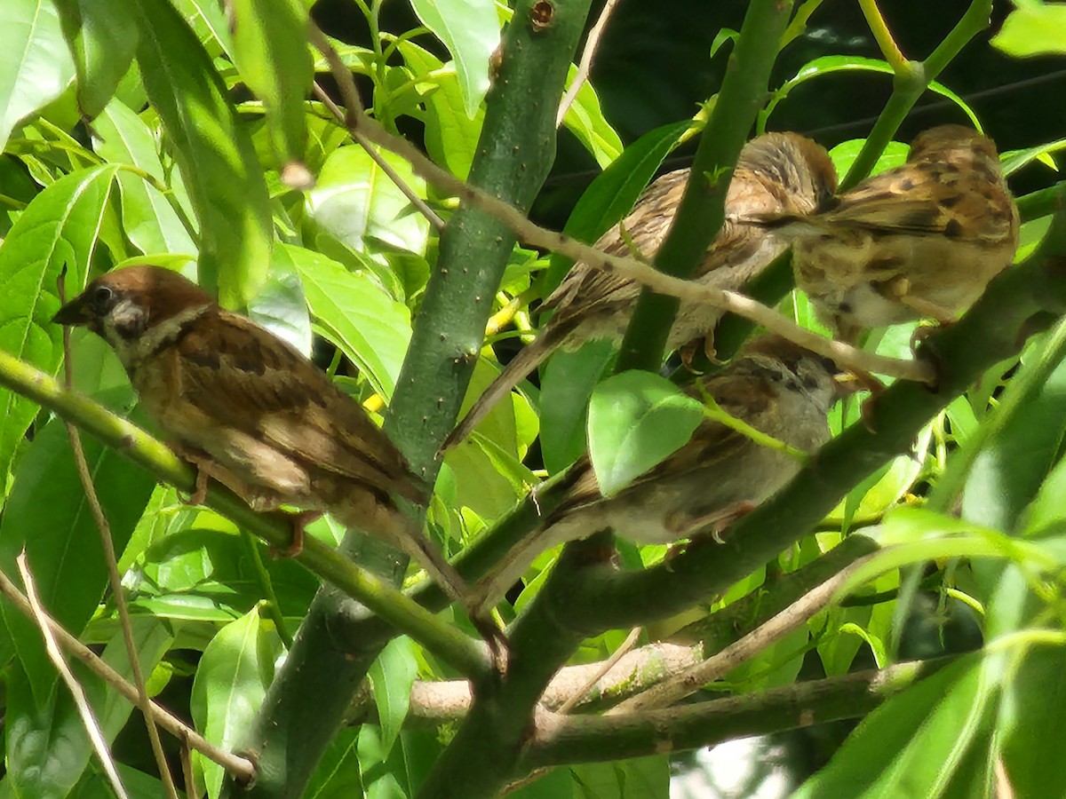 Горобець польовий - ML645880557