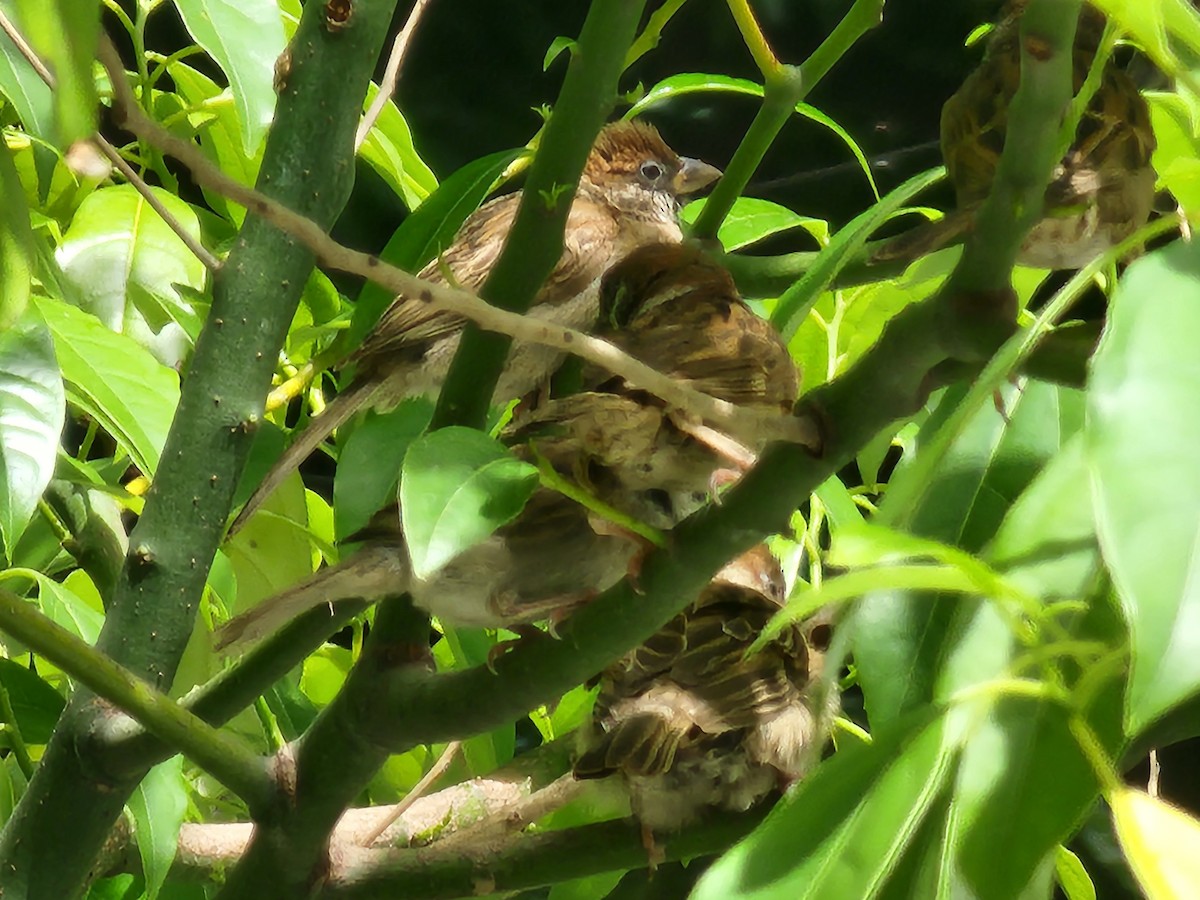 Горобець польовий - ML645880558